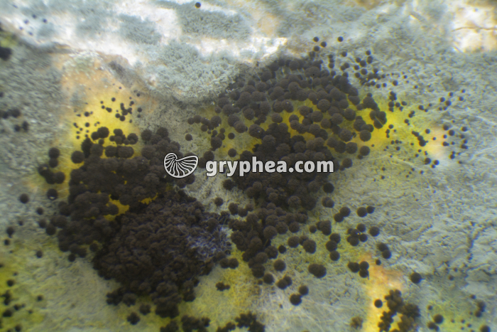 Mucor - sporogones sur pain moisi x4 - gryphea.com